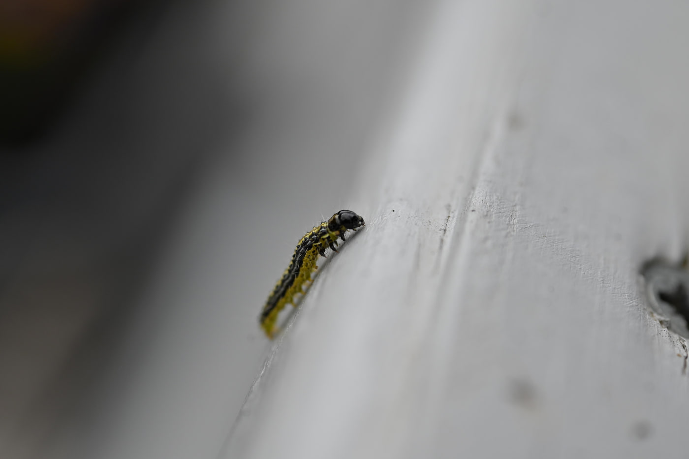 Nikon Z 50 · NIKKOR Z MC 50mm f/2.8 · ƒ/4.5 · 1/320s · ISO 100 · 50mm