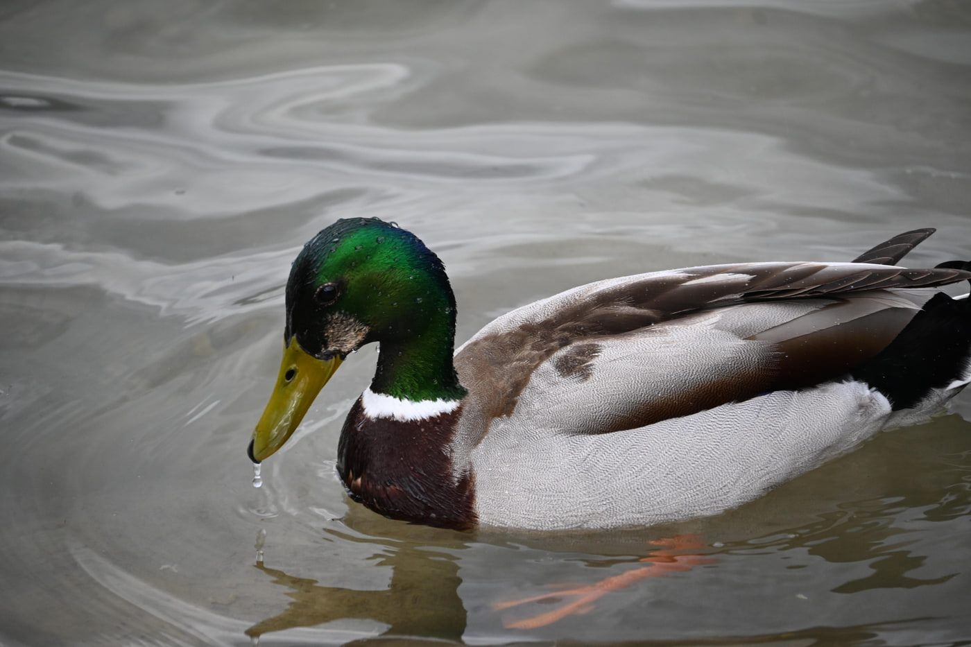 Nikon Z 50 · NIKKOR Z DX 50-250mm f/4.5-6.3 VR · ƒ/6.3 · 1/320s · ISO 400 · 250mm