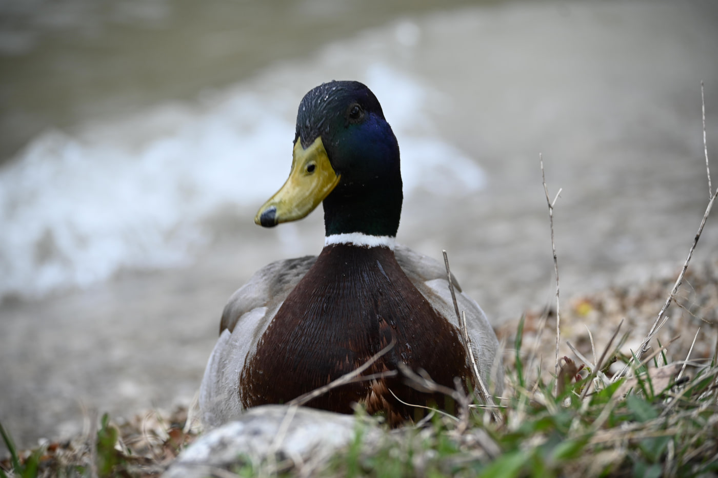 Nikon Z 50 · NIKKOR Z DX 50-250mm f/4.5-6.3 VR · ƒ/5.6 · 1/250s · ISO 110 · 125mm