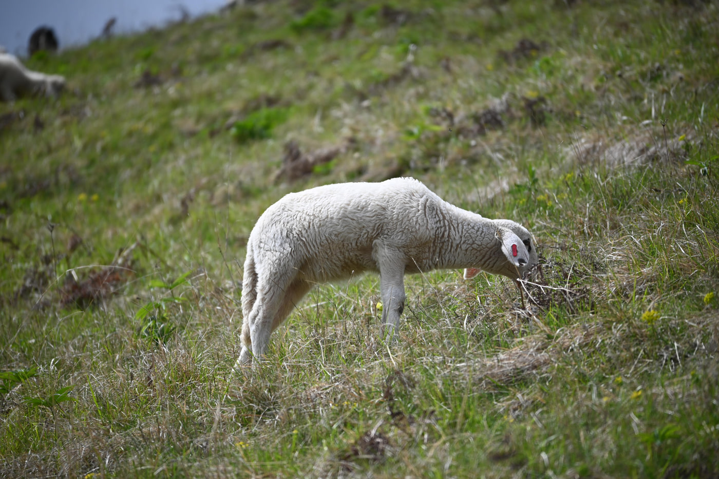 Nikon Z 50 · NIKKOR Z DX 50-250mm f/4.5-6.3 VR · ƒ/6.3 · 1/500s · ISO 100 · 250mm