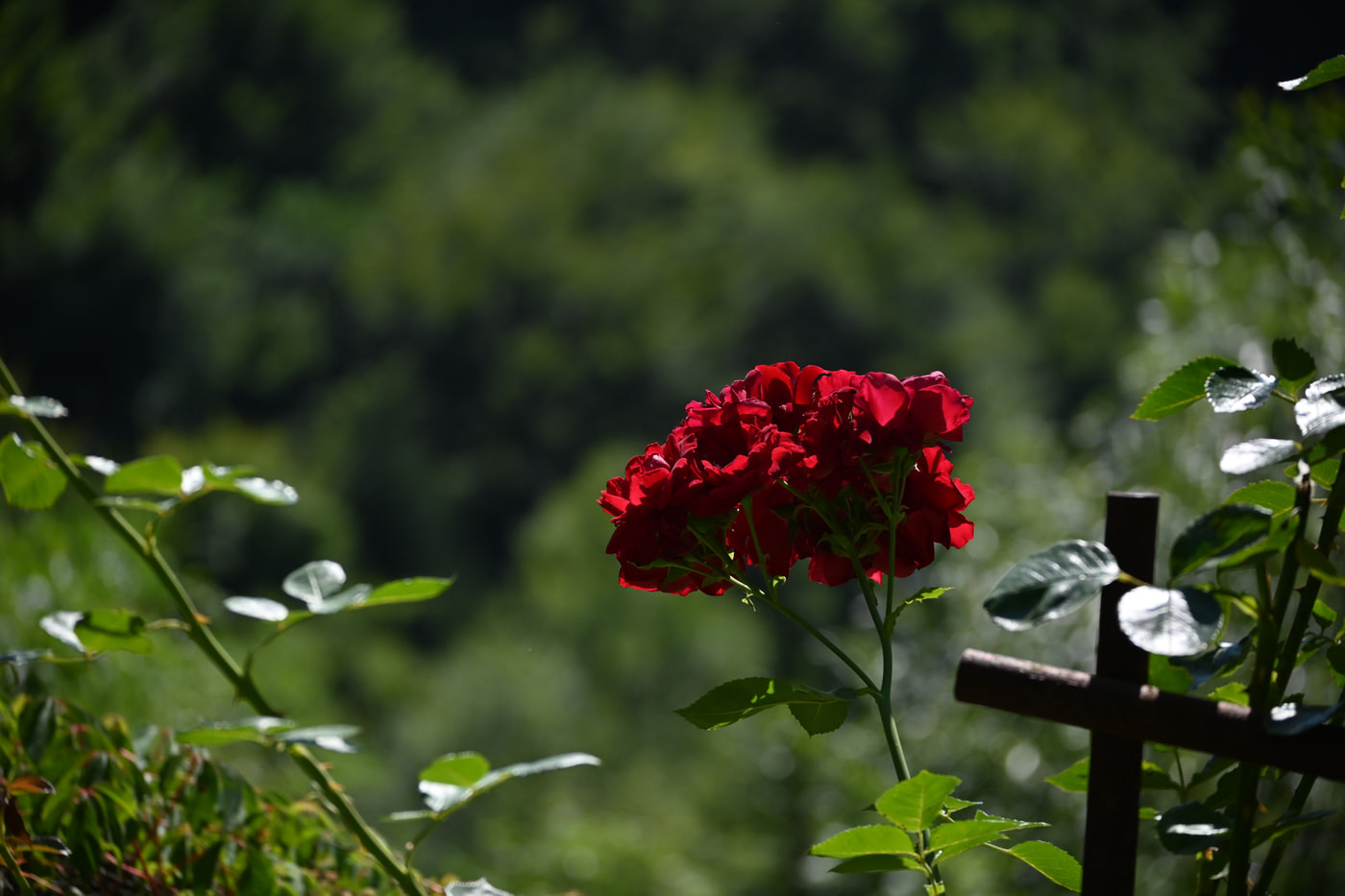 Nikon Z 50 · NIKKOR Z DX 50-250mm f/4.5-6.3 VR · ƒ/5.3 · 1/1000s · ISO 100 · 135mm