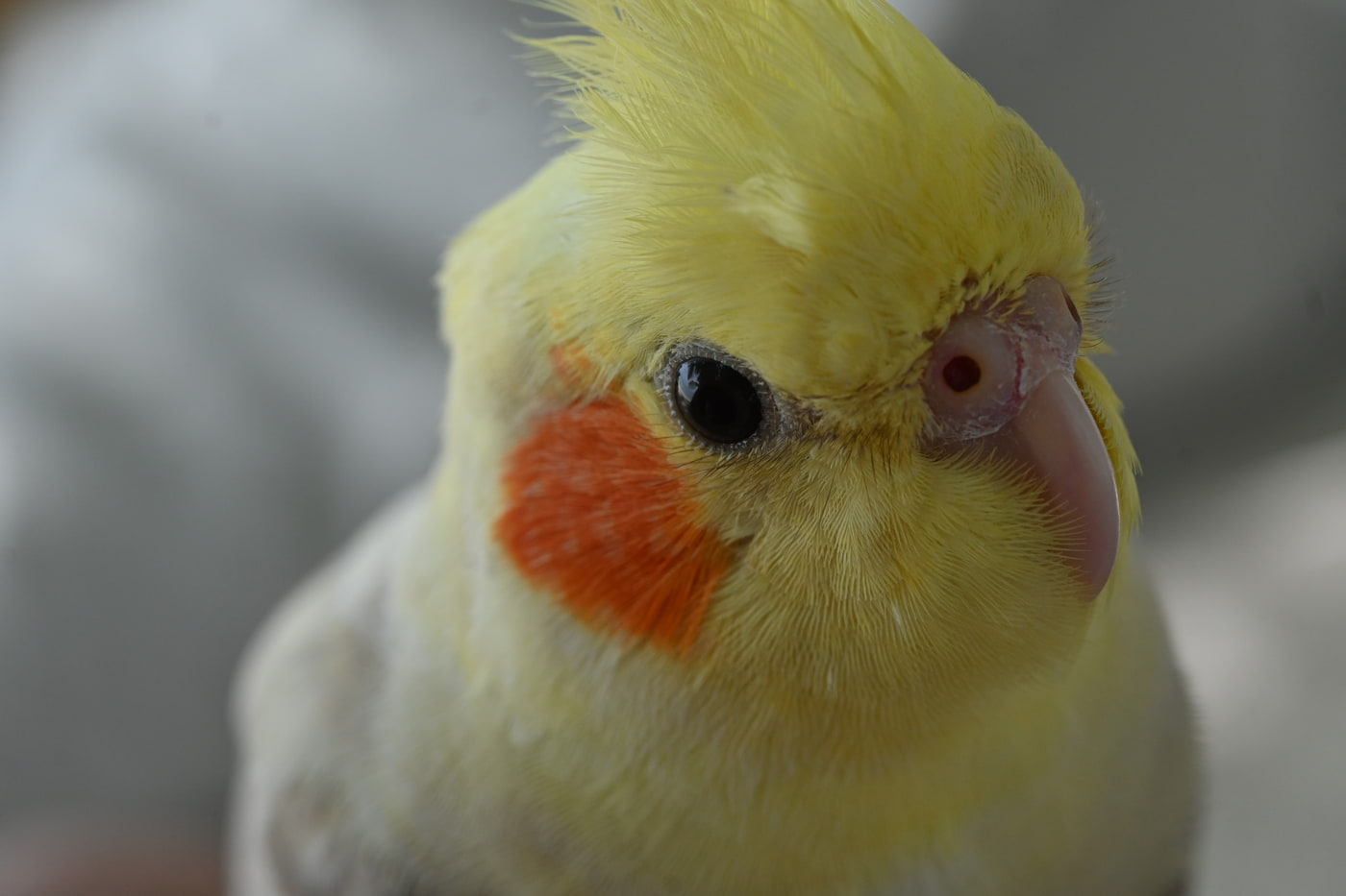 Nikon Z 50 · NIKKOR Z MC 50mm f/2.8 · ƒ/9 · 1/640s · ISO 400 · 50mm