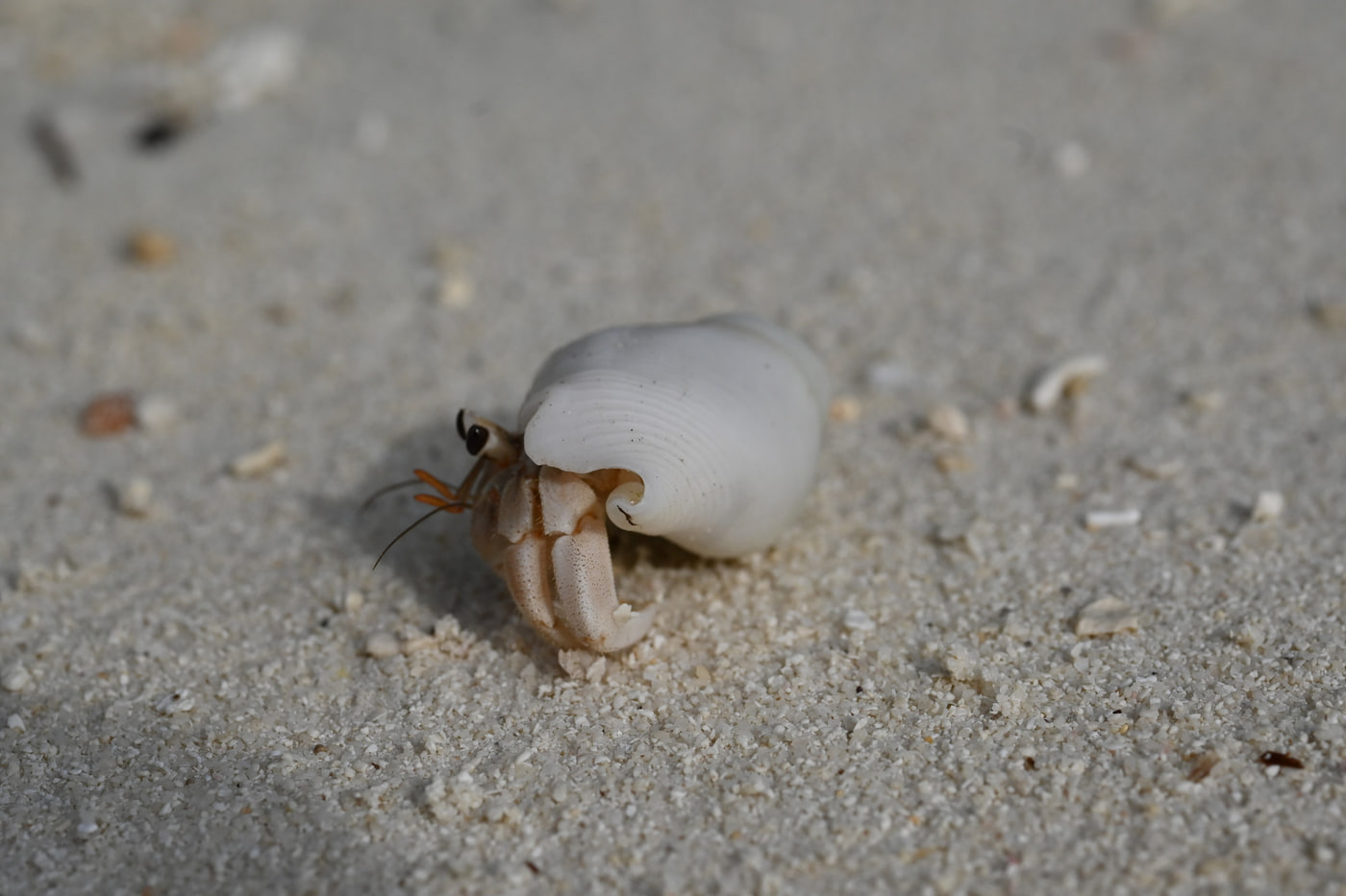 Nikon Z 50 · NIKKOR Z MC 50mm f/2.8 · ƒ/10 · 1/2000s · ISO 400 · 50mm